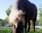 Shetland-pony-photo-lisa-cropped-watermark
