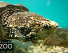 alligator-snapping-turtle-photo.watermark