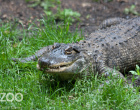 american-alligator.watermark