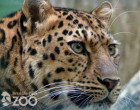 amur-leopard-photo-watermark