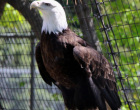 bald-eagle-photo.watermark