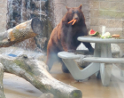 bear-eating-carrots-