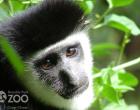 black-and-white-colobus-monkey-photo-watermark