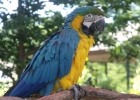 Blue & Gold Macaw