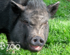 pot-bellied-pig-photo-watermark