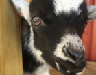 pygmy-goat-photo-1