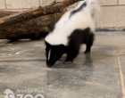 skunk-photo-2023-watermark