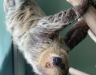 sloth-photo